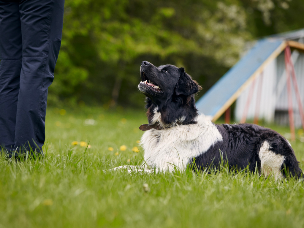 Sit, Stay, Snack: Training Tricks with Peanut Butter Treats