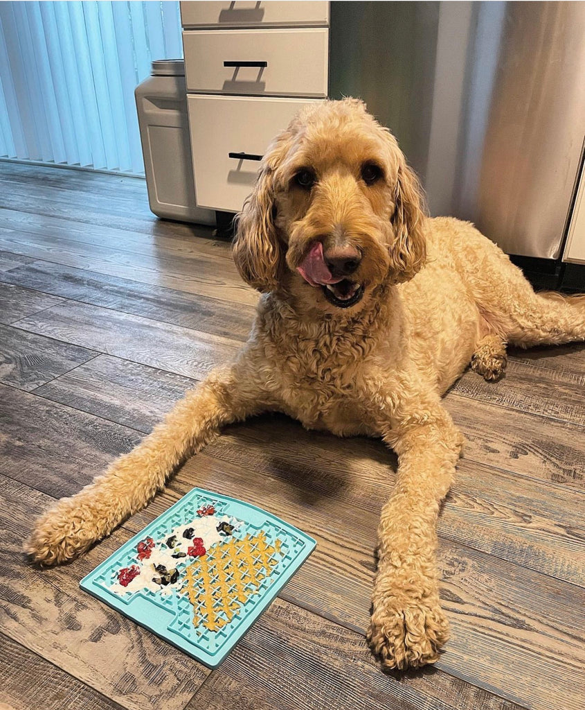  Brain Games For Dogs