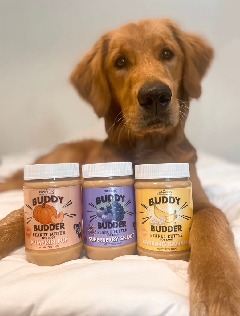 Buddy Budder Playtime: Fun Tricks to Teach Your Dog