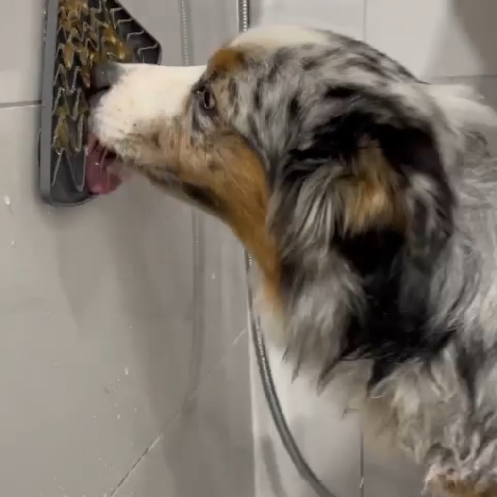 Splish Splash: A Guide to Bathing Your Beloved Dog