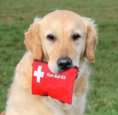 Lifesaving Know-How: Dog First Aid Tips Every Owner Should Have