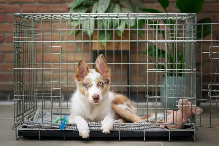 Positive top crate training