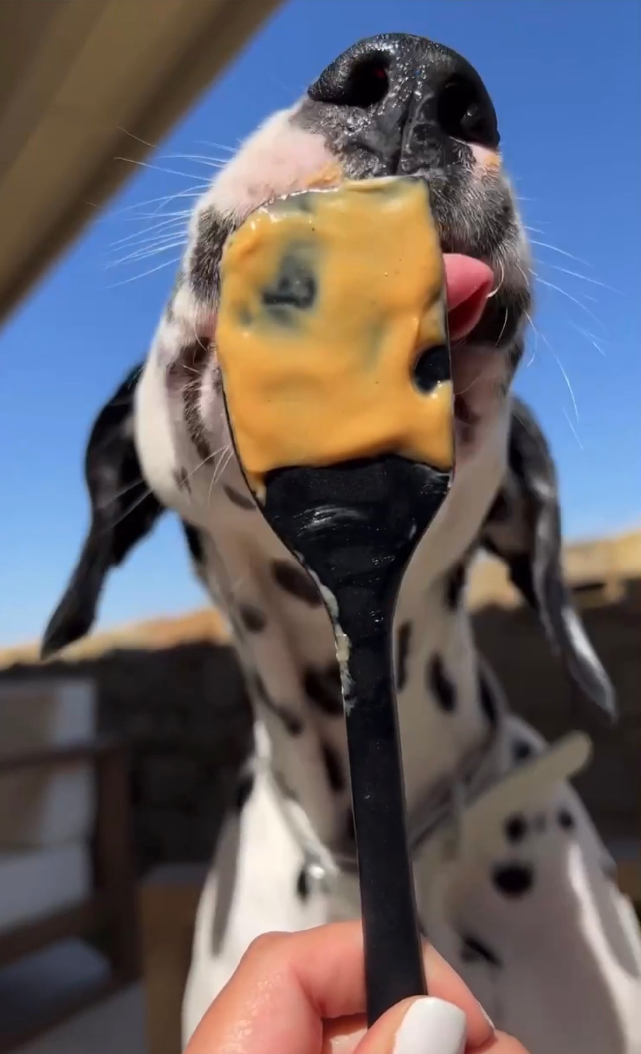 Dog licking outlet peanut butter