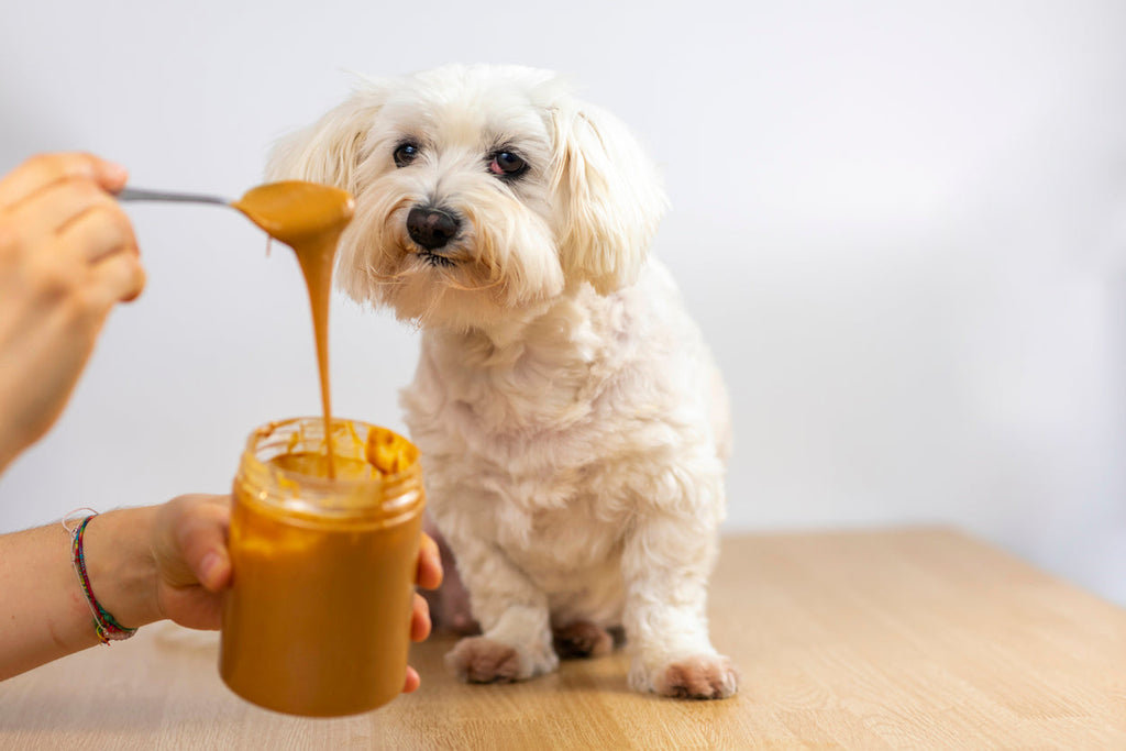 Peanut Butter Power: The Tasty Benefits for Your Pup