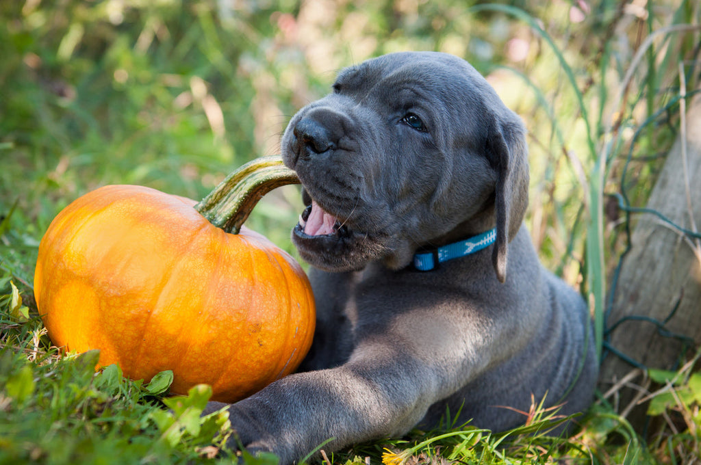Pumpkin to the Rescue: A Natural Fix for Your Dog’s Upset Stomach